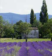 furnished homes for sale